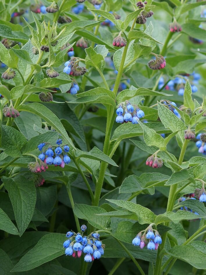 Окопник лекарственный (Symphytum officinale) - PictureThis