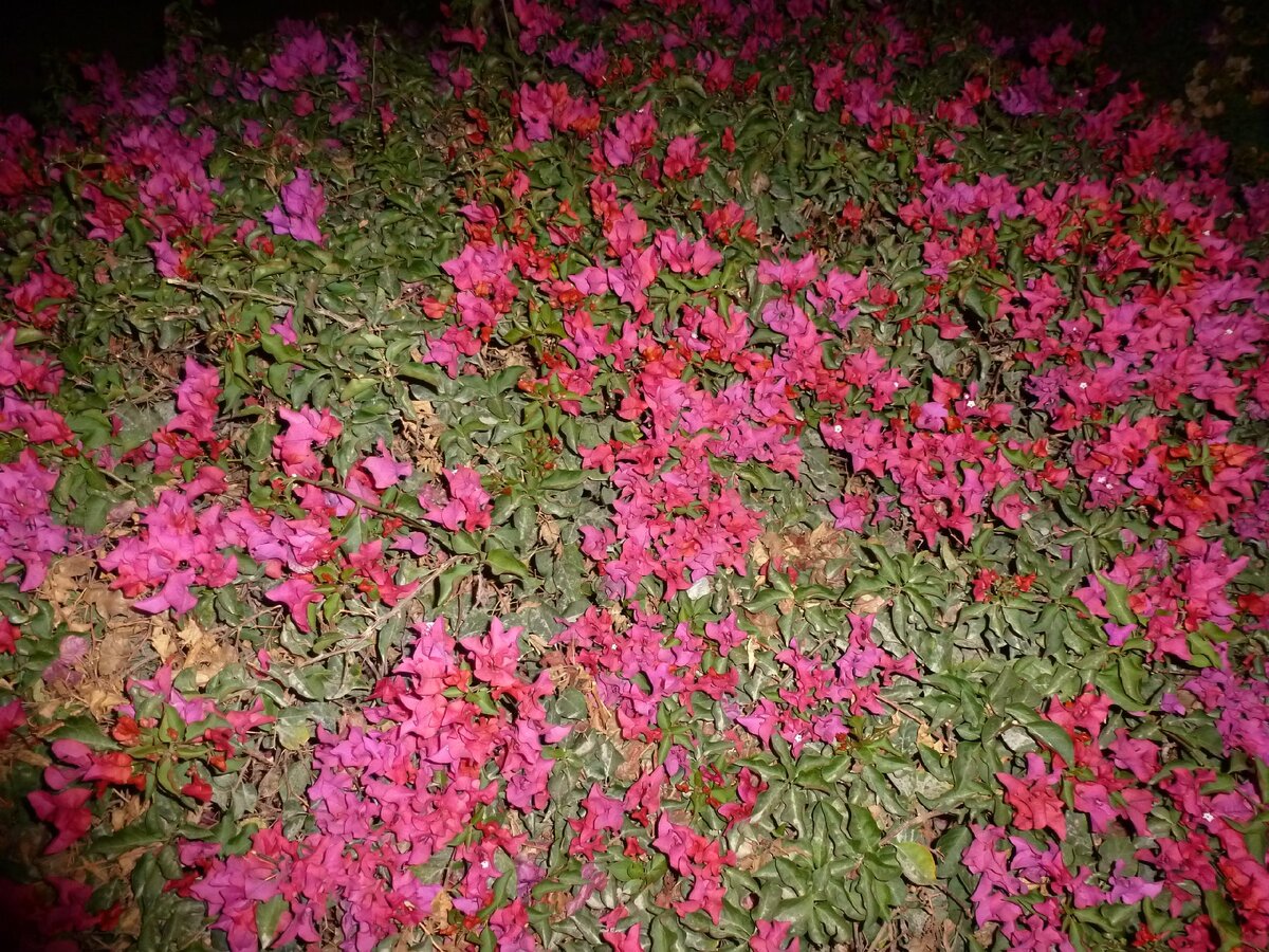 Флора Египта