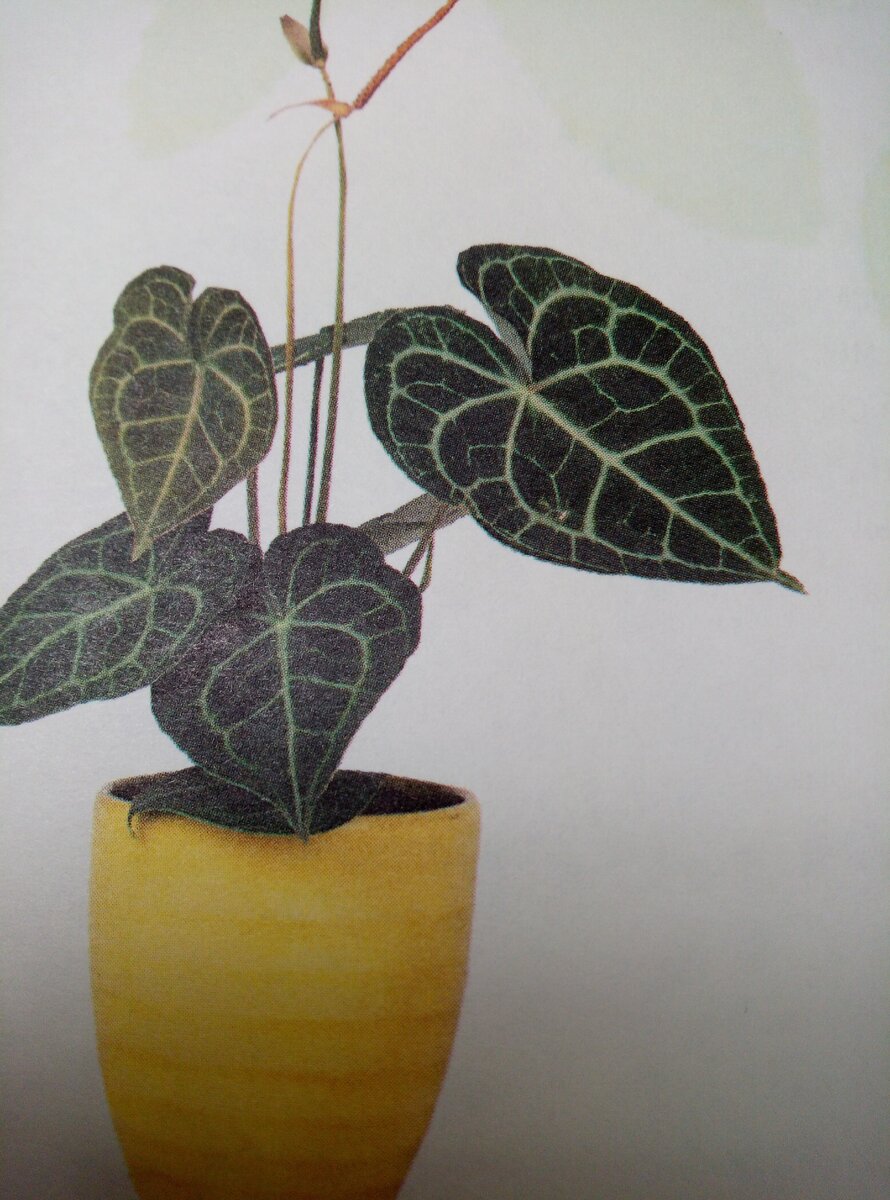 Антуриум хрустальный 