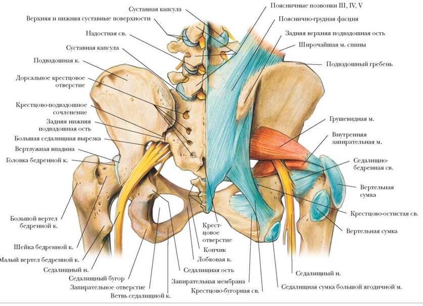 Анатомия тазобедренного сустава человека в картинках