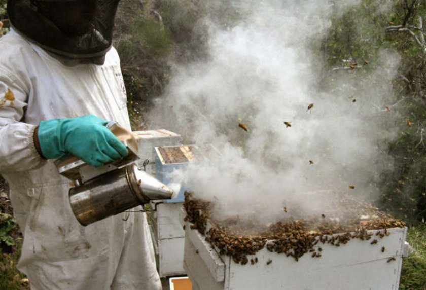 Окуривание пчёл 