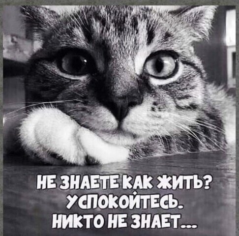 картинка из интернета