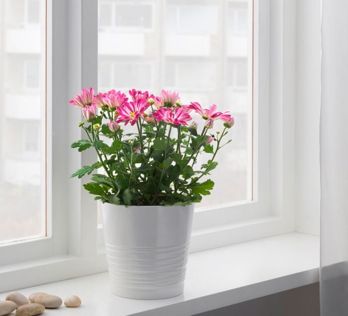 Травянистое однолетнее или многолетнее цветущее растение хризантема (Chrysanthemum) является представителем семейства Астровые, либо Сложноцветные.-2