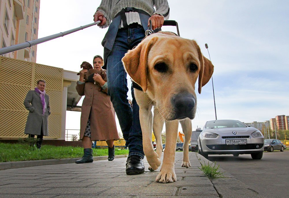 Собака поводырь ведет своего слепого хозяина  News.rambler.ru