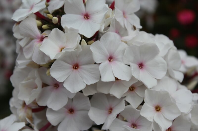 Флокс метельчатый Popeye. Диаметр цветка: 3,5 - 3,7 см; высота куста: 80 см; срок цветения: Средний