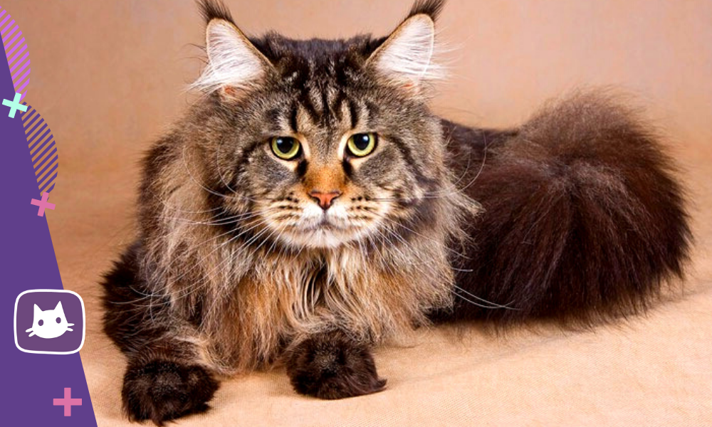 😻Мейн-кун: особенности поведения и характера. Кому подходят кошки этой ...