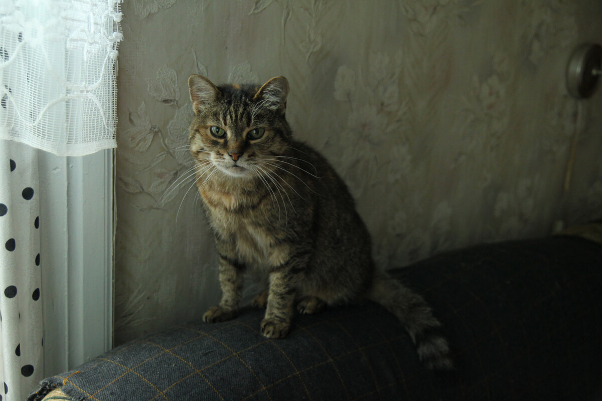 Луша в своём доме. Фото автора