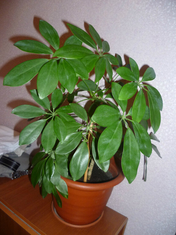 Моя красотка