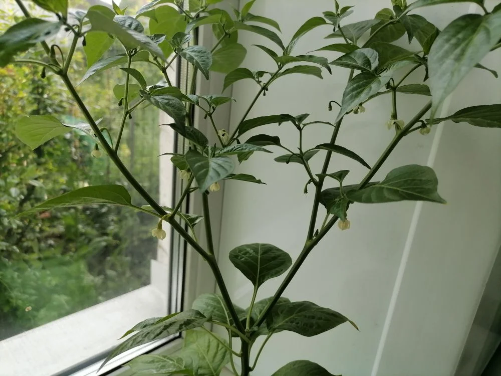 Уровень остроты и шкала Сковилла