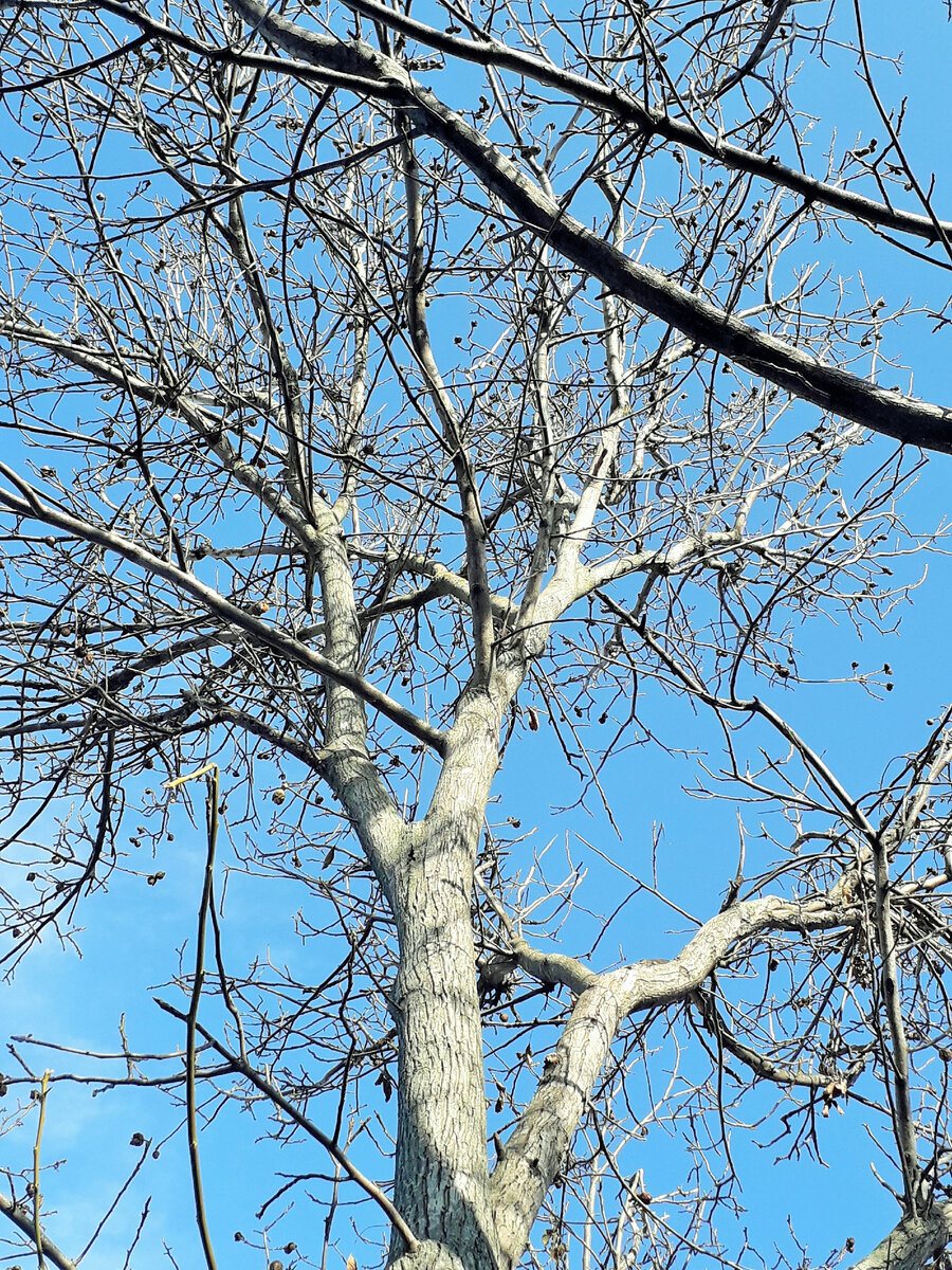 У старых деревьев очень толстая кора, потому белить их не нужно