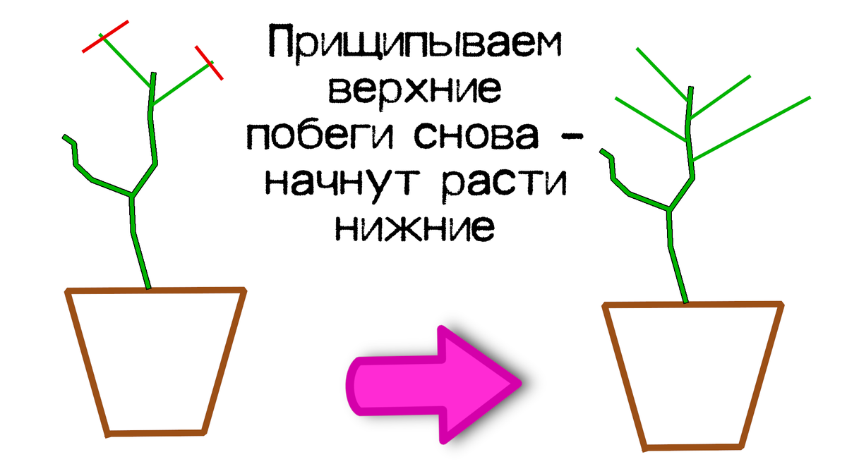 Прищипывание бархатцев. Прищипывание. Плющ обрезка и прищипывание. Прищипывание пеларгонии. Прищипывание пластилина.