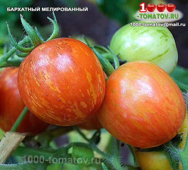 Томат Бархатный мелированный - Velue Striee  фото 1