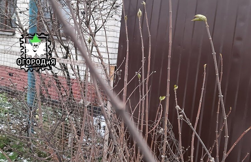 Чем не весна? Но это 18 декабря 2021 года