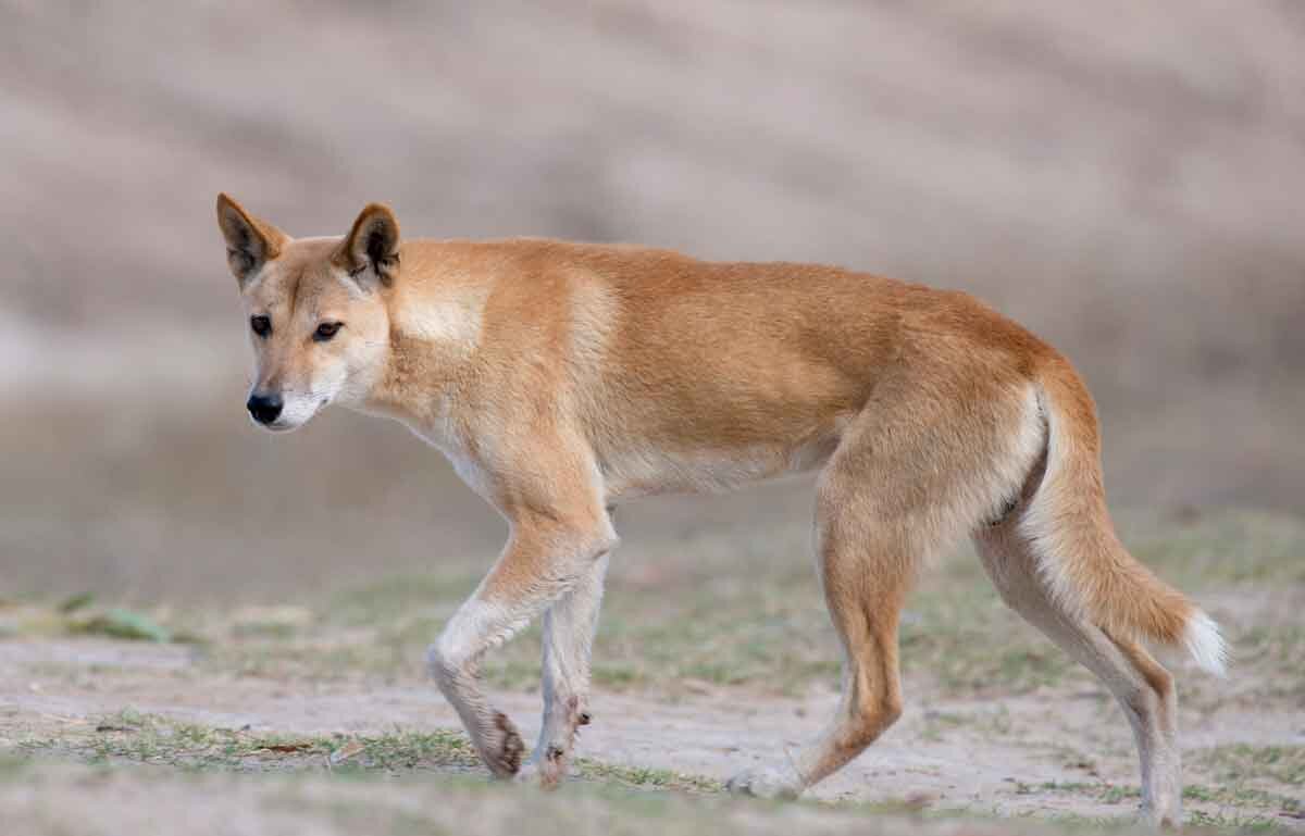 Источник: animaljournal.ru