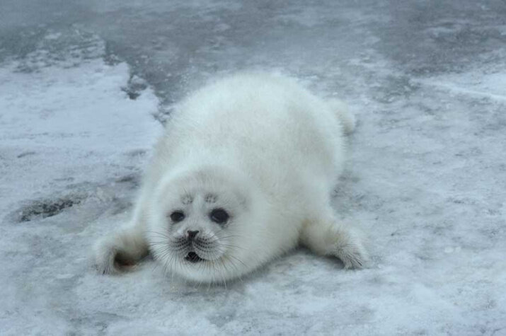 Щенок каспийского тюленя. Международная экспедиция. Северный Каспий, Казахстан. Фото: Наталия Шумейко