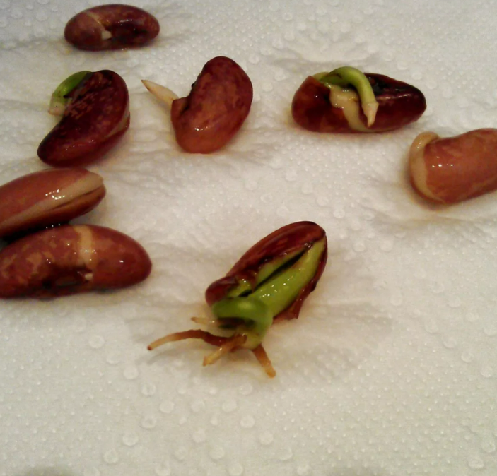 Фотография взята из источника dachnaya-zhizn.ru