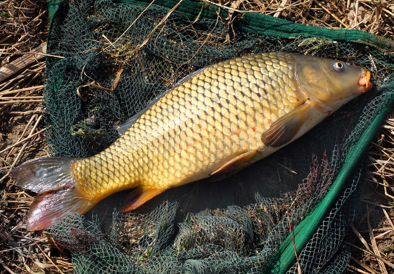 Карп обыкновенный – Cyprinus Carpio. Сазан (= Карп обыкновенный) – Cyprinus Carpio. Карп в ПОДСАКЕ. Карп в мае. Карп где найти