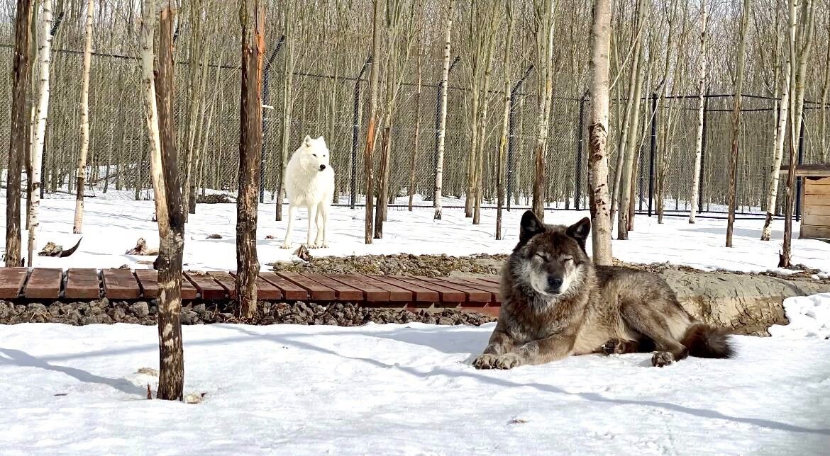_Арктический парк - Фурия и Акела_ 