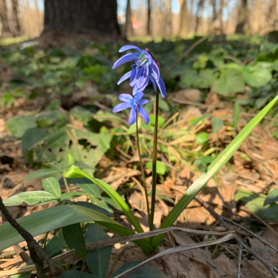Пролеска сибирская (Scilla siberica) в Главном ботаническом саду
