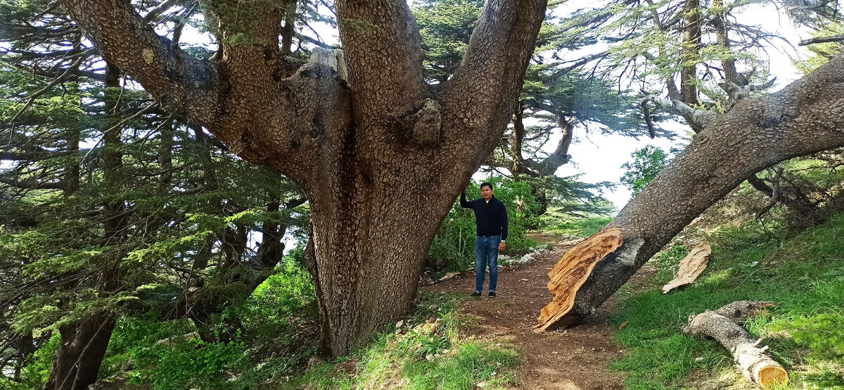 мой коллега рядом с деревом
