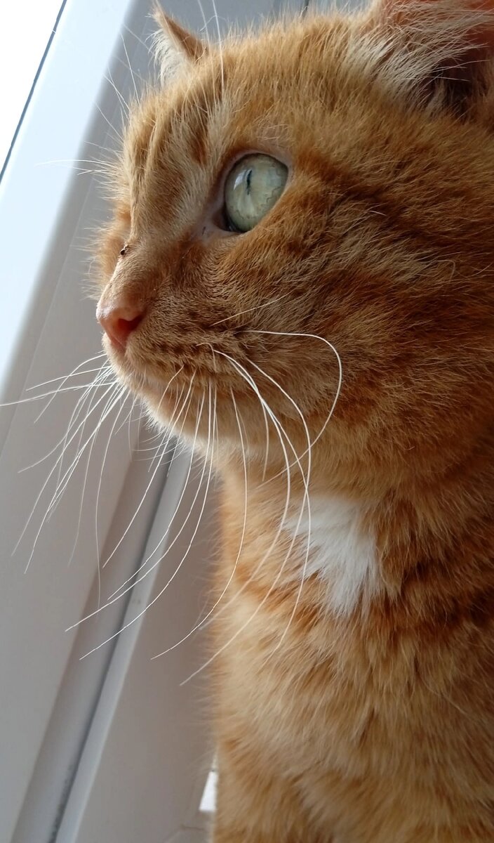 Этот котик содержится в приюте после тяжёлой травмы. У него нет ни спонсора, ни потенциальных ручек. 