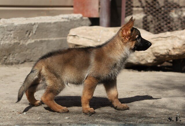 щенок от Ханны.