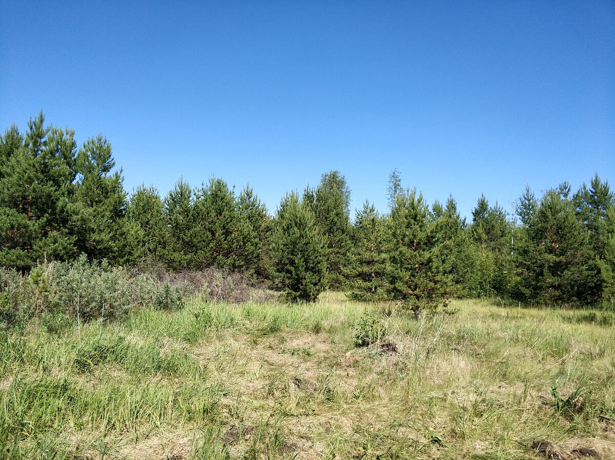 Вот оно, наше Раздолье. Слева заросли дикой облепихи, а за ними, ещё левее, участок брата жены. Справа лес на километр, сзади 100 метров леса и следующая линия, вперед такая же география, 50 метров нашего леса, потом 50 метров пока ничейного и следующая линия.