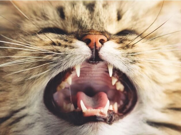  Кошка является хищником по своей натуре, поэтому острые когти и зубы – это ее мощное оружие, которое незаменимо при охоте на мелких животных.-2
