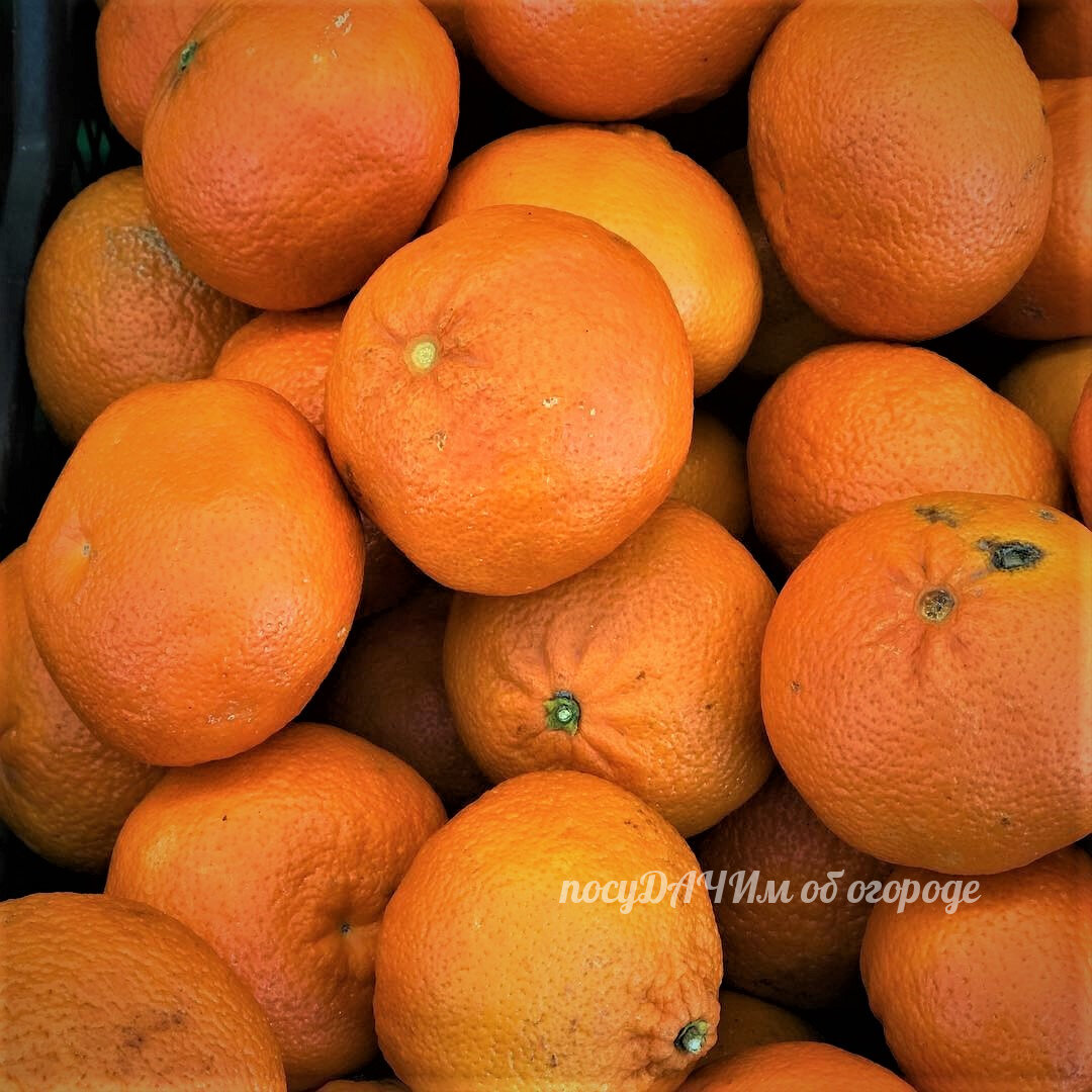 Сладкие, сочные и без косточек: как правильно выбрать мандарины — ИА «Версия-Саратов»