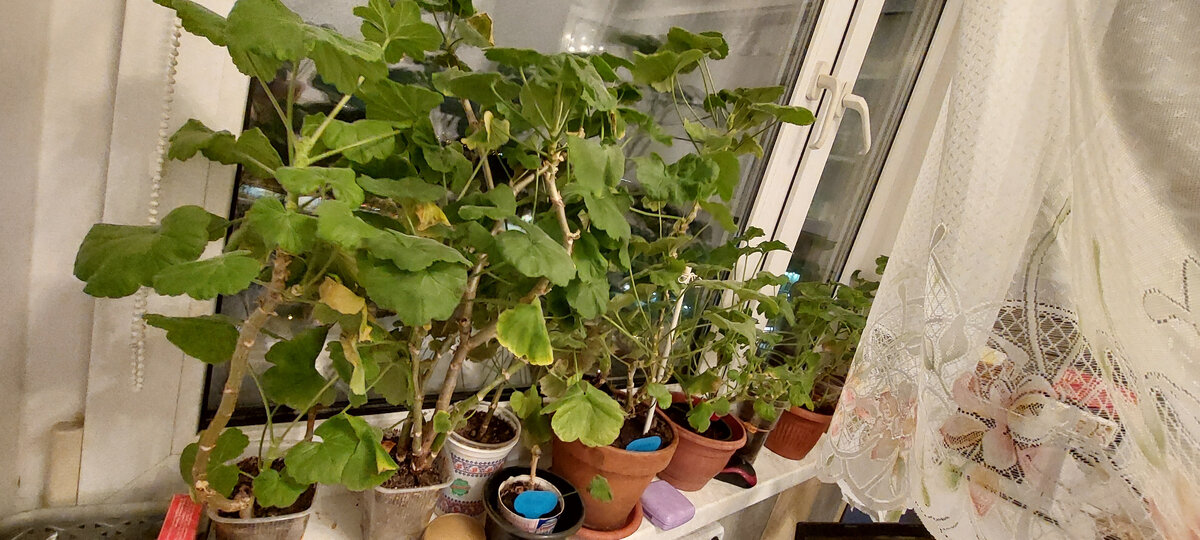 Так пеларгония у меня выглядит зимой