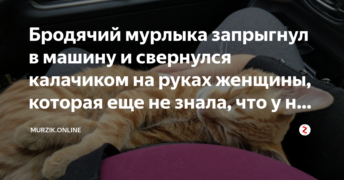 Настроение на 100 мы запрыгнули в авто. Не оставляйте животных в машине. Не оставляйте животных в машине в жару. Почему нельзя оставлять детей в машине. Почему нельзя оставлять собаку в машине