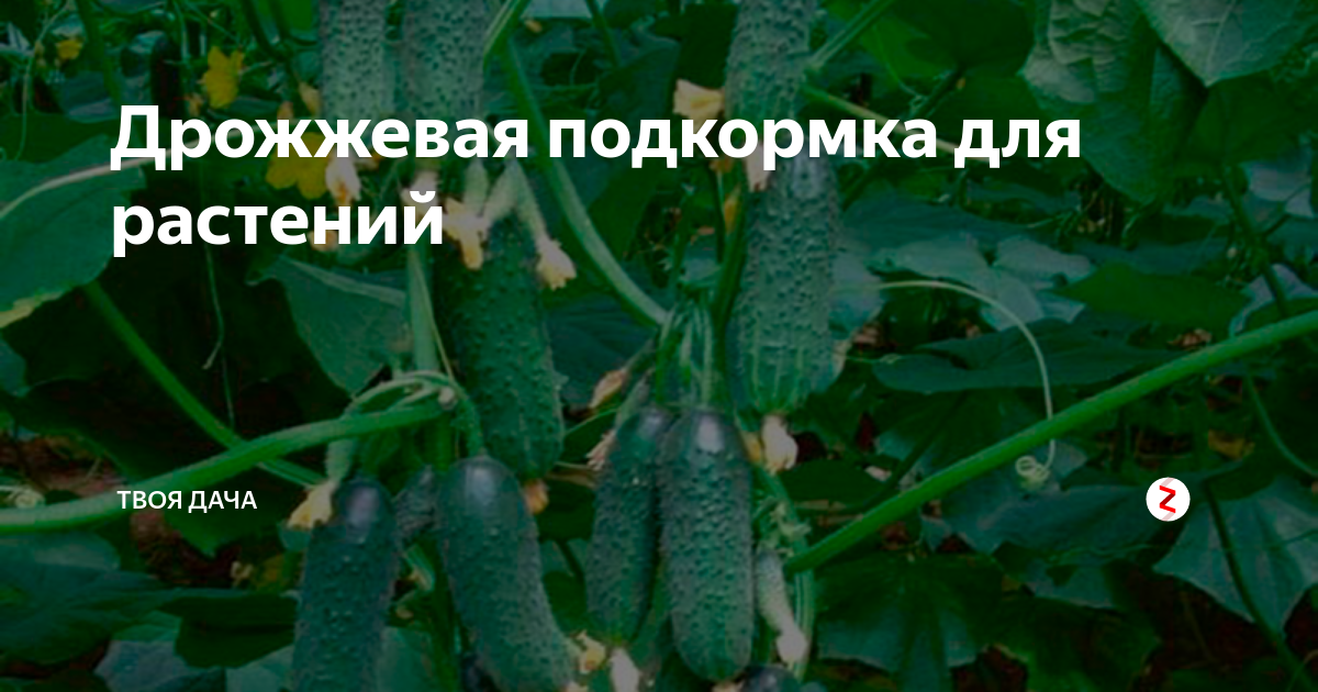 Дрожжевая подкормка для растений | Твоя Дача | Дзен