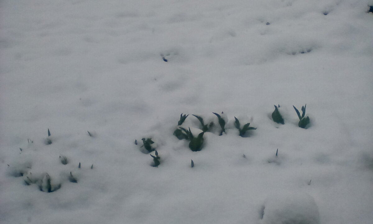 Май. Под снегопадом листики