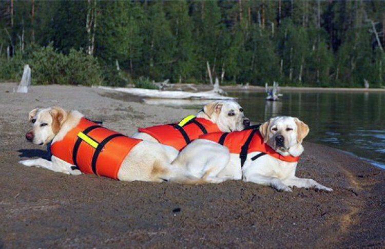 Лабрадоры лежат