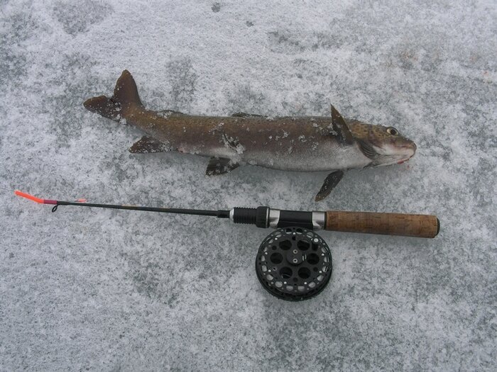 Ленок рыба таймень. Блесна буревестник таймень. Рыбалка ленок таймень. Блесна на ленка и тайменя. Рыбалка на ленка.