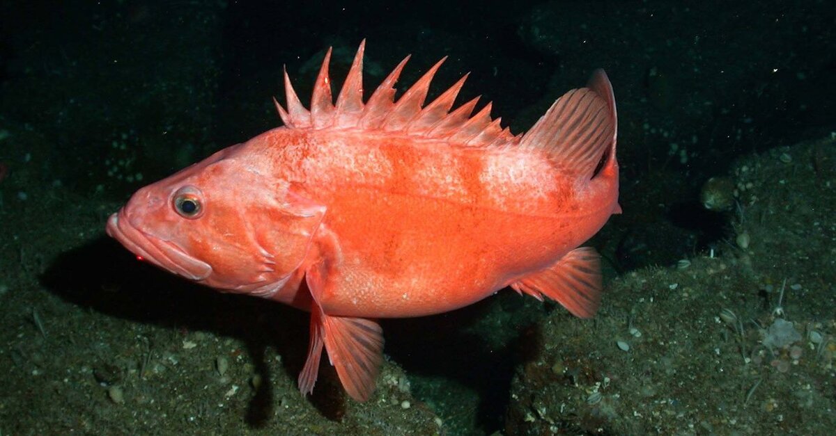 Sebastes norvegicus
