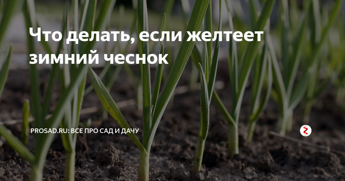 Чеснок пожелтели листья весной посаженный под зиму. Яровой чеснок. Чеснок желтеет весной. Чеснок желтеет весной что делать. Желтеет чеснок весной на грядке.