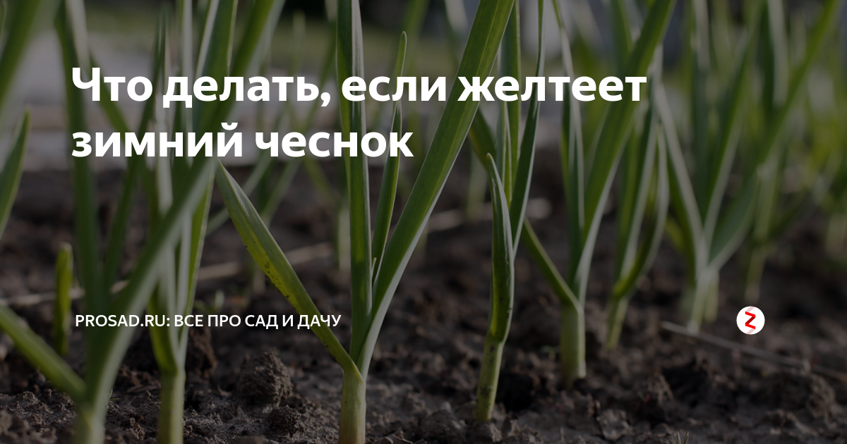 Чем обработать чеснок весной от пожелтения кончиков. Яровой чеснок. Чеснок желтеет весной что делать и чем подкормить. Чем подкормить чеснок если он пожелтел. Чеснок желтеет весной что делать как подкормить и чем.