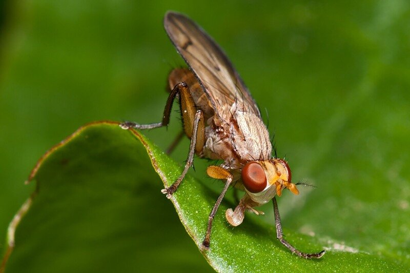 Муха с косой. Муха Coenomyia ferruginea (Scopoli, 1736). Pherbellia punctata. Sciomyzidae. Coenomyia ferruginea Scopoli.