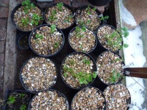 Чтобы клубни прижились, их необходимо заранее поместить сверху на губку, обильно смоченную в воде, 4-5 часов вполне достаточно. Если приобретенные клубни оставляют желать лучшего или вы сомневаетесь в их жизнеспособности, капните в воду раствор марганцовки, но не переборщите, чтобы не спалить клубни. Как вариант, посадочный материал можно обработать стимулятором роста.