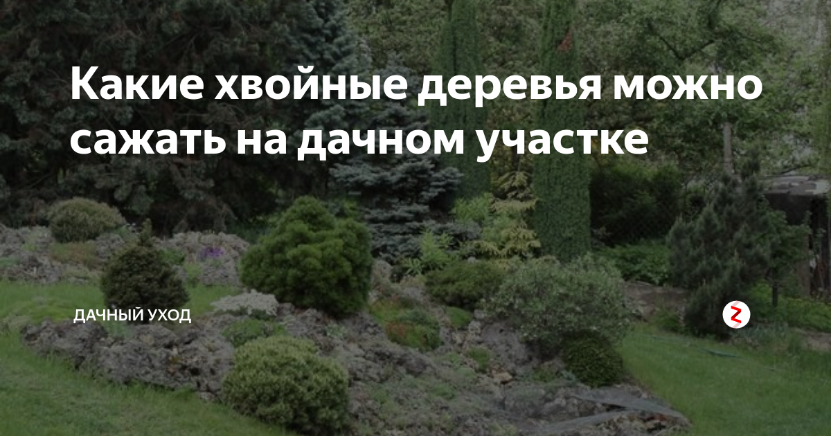 какие деревья можно сажать во дворе частного дома