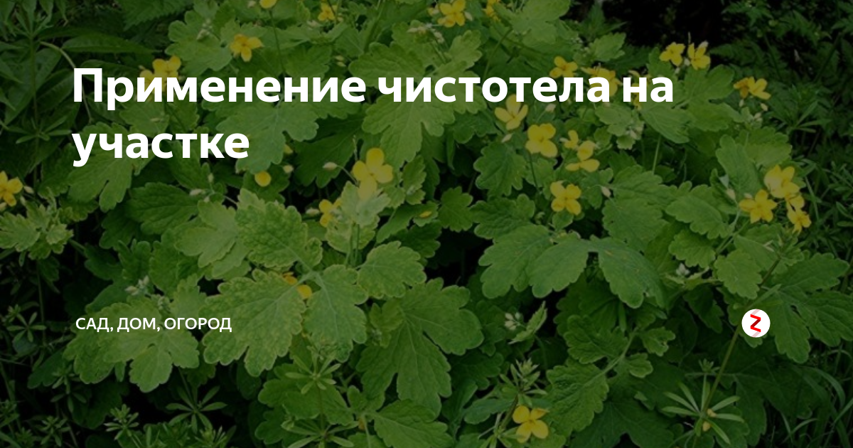 Чистотел курам. Чистотел сорняк. Чистотел против тли и муравьев. Чистотел против вредителей сада. Чистотел для огорода от вредителей.