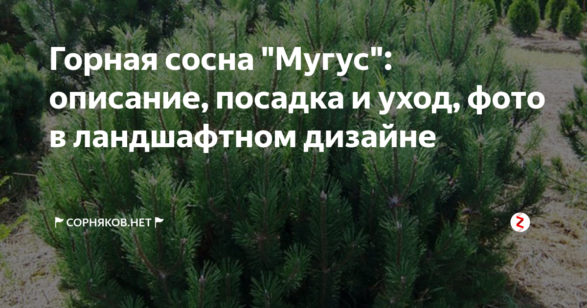 Сосна горная мугус описание и фото