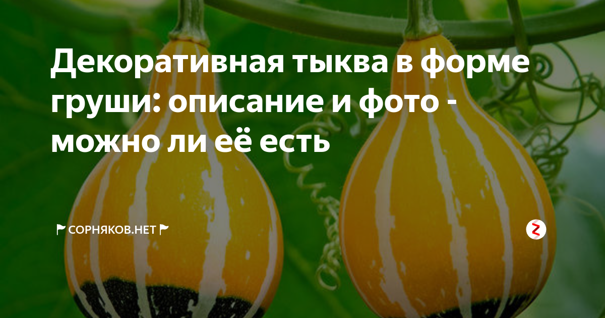 Декоративная тыква: в виде груши, фото, названия, можно ли есть, посадка, выращивание и уход