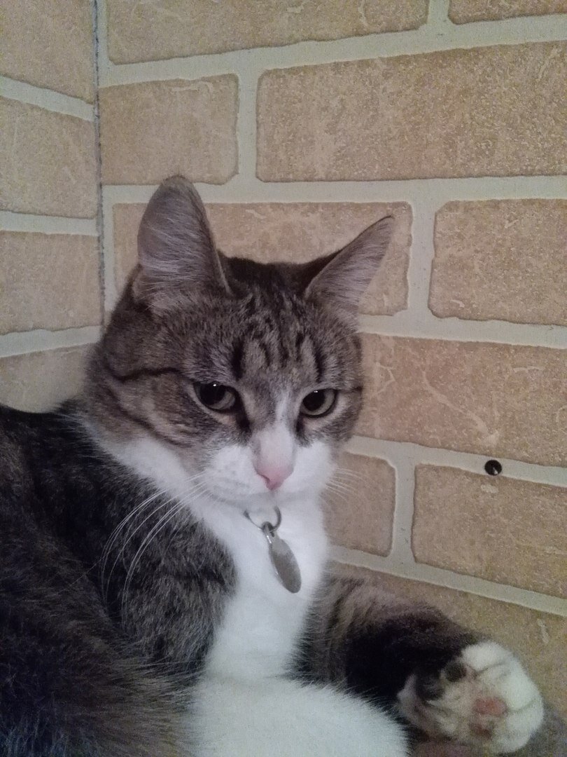 Кот Тамерлан из Банды Дворян