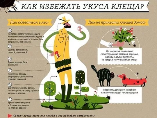 Собаку укусил клещ - что делать и как помочь дома