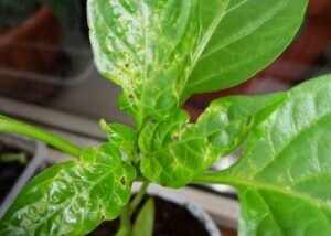 Этот грозный грибок начинает появляться на нижней части растений. Поражаются преимущественно первые появившиеся листья, после чего инфекция поднимается вверх. Пятна серо-белые, с темной окантовкой. Когда светлые области покрываются черными точками (спорами гриба), это свидетельствует о разгаре болезни. Она может истребить больше половины вашего урожая, если не весь. Лечением септориоза будет обработка специальными противогрибковыми веществами, к примеру, Триходермином или Фитоспорином. В тяжелых случаях растения вырывают и сжигают, а в качестве превентивных мер проводят обязательную предпосевную обработку семян очень слабым раствором марганцево-кислого калия.