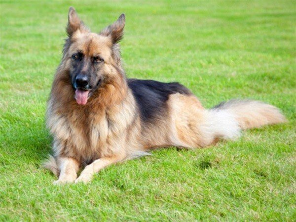 1. Гюнтер IV (372 000 000 $)