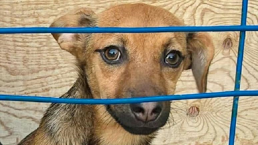 Тот самый щенок