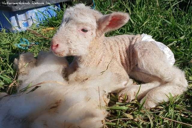 Малышка Эльмины, Разили. Фото: Victorian Lamb Rescue 